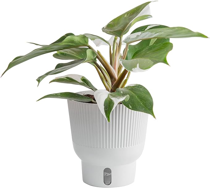 Costa Farms Philodendron White Knight Live Plant in Self Watering Pot, Indoor Houseplant, Perfect for Home, Room, or Office Decor, Great House Warming or Birthday Gift, 12-18 Inches Tall