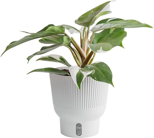 Costa Farms Philodendron White Knight Live Plant in Self Watering Pot, Indoor Houseplant, Perfect for Home, Room, or Office Decor, Great House Warming or Birthday Gift, 12-18 Inches Tall
