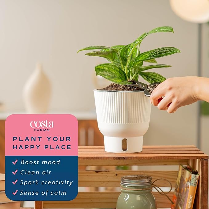 Costa Farms Green Galaxy Monstera Live Plant in Self Watering Pot, Easy to Maintain Indoor Houseplant, Perfect for Home, Room, or Office Decor, Great House Warming or Birthday Gift, 12-14 Inches Tall