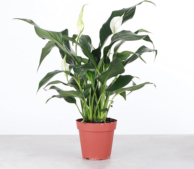 Live Peace Lily Plant, Spathyphylum, Low Light, Live Indoor Plant, 4" Diameter Pot