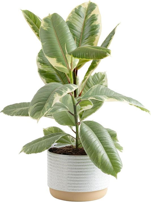Costa Farms Ficus Tineke Live Plant, Easy to Grow Live Indoor Houseplant in Decorative Planter, Shelf, Desk, and Room Decor, Birthday Gift, 1 Foot Tall