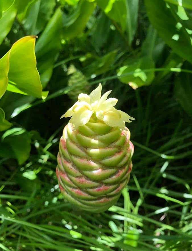 2 Count Awapuhi Wild Ginger Rhizomes Shampoo Live Plant,Fresh Roots Raw, Zingiber Zerumbet Pinecone Bitter Ginger, Hawaiian Ginger Lily, Pinecone Ginger Red Ginger Roots for Planting
