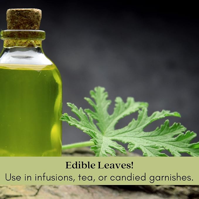 Clovers Garden Citronella Plants – Two (2) Live Plants – Non-GMO - Not Seeds - Each 4" to 8" Tall – in 4" Inch Pots - Citrosa Geranium Plant, Mosquito Repellent, Blooming, Edible