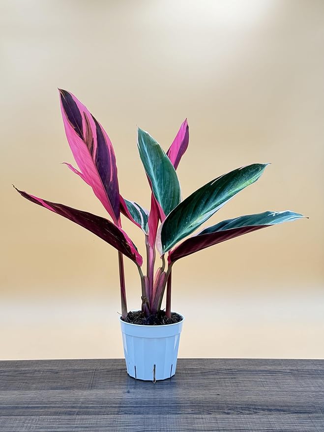 Stromanthe Triostar - Colorful Live Indoor Plant, Calathea Prayer Plant, Air Purifier & Elegant Home Decor, Ideal for Room Decor, Triostar Houseplant