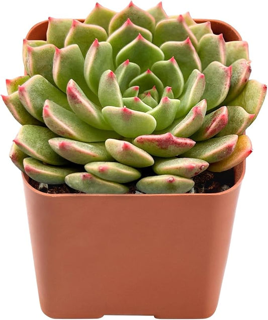 2" Rare Succulent Echeveria Olivia, Live Succulents Plants Fully Rooted in Grower Pots, Unique Gift for Wedding Favor, Party Favor