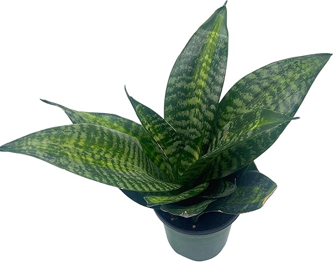 BubbleBlooms Bird's Nest Snake Plant, 4 inch Pot Green Striped Snakeplant, Sansevieria trifasciata