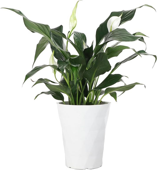 Thorsen's Greenhouse Live Peace Lily Plant, Spathyphylum, Low Light, Natural Air Purifier Live Indoor Plant, 4" Diameter Pot (White - Modern, 4-inch Pot)