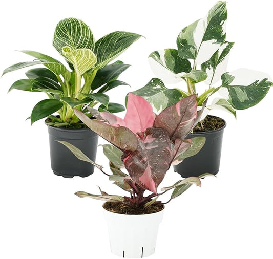 Philodendron Plant Package - 3 Live Philodendron Plants Bundle - Pink Princess, White Princess, and Birken Varieties - Rare Plants Live Houseplants
