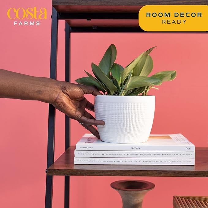 Costa Farms Sterling Silver Scindapsus Live Plant in Self Watering Pot, Indoor Houseplant, Perfect for Home, Room, or Office Decor, Great House Warming or Birthday Gift, 9-12 Inches Tall