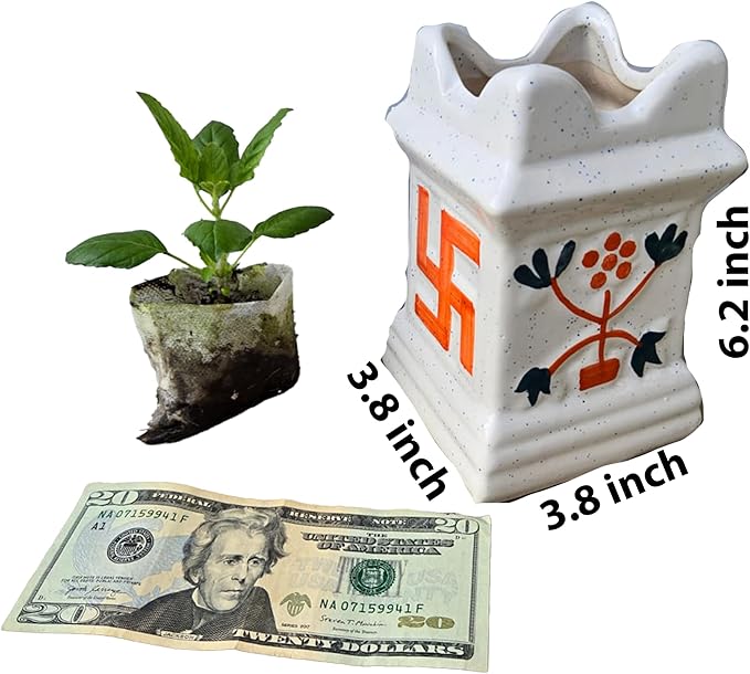 Generic Live Rama Plus Krishna Tulsi Plant Each in Ceramic Pots. Fresh, Edible. Easy Grow. Indoor/Outdoor. (Rama + Krishna Tulsi in Pot)