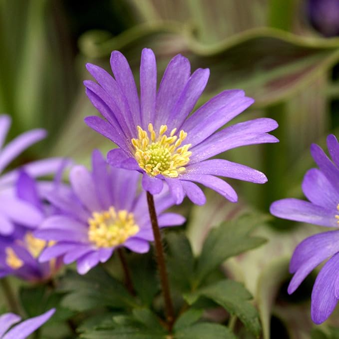 Easy to Grow Anemone Blanda Blue Shades 20 Plant Bulbs - Blue Violet Flowers in Spring Outdoor, Full Sun
