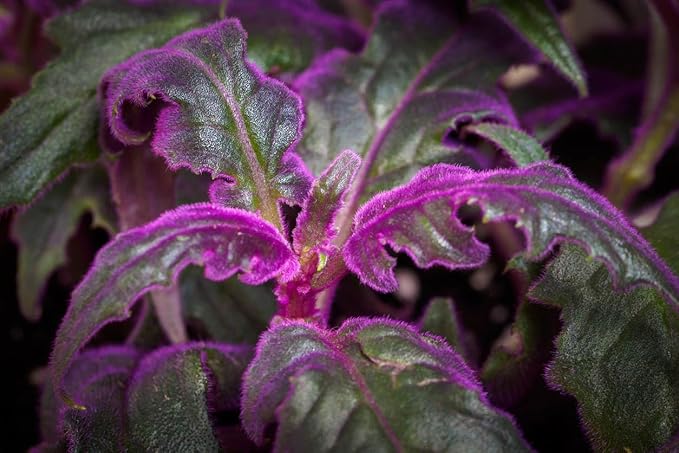 Purple Passion Plant - Royal Velvet Plant - 2 Live Starter Plants in 2 Inch Pots - Gynura Aurantica - Rare Indoor Houseplant