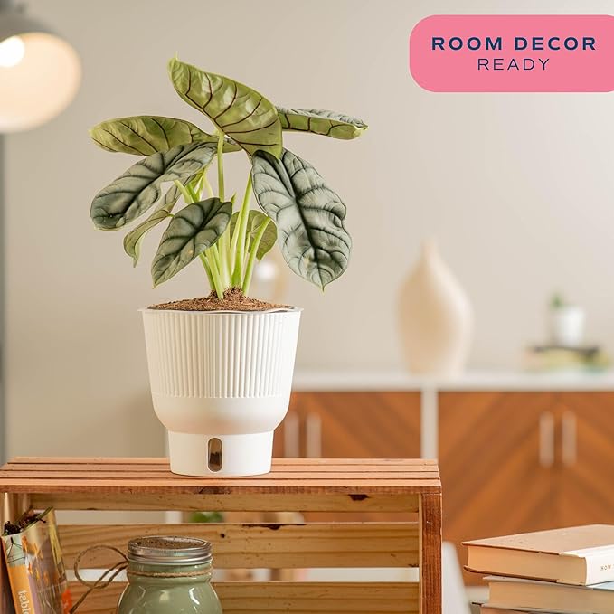 Costa Farms Alocasia Silver Dragon Live Plant in Self Watering Pot, Indoor Houseplant Perfect for Home, Room, or Office Decor, Great House Warming or Birthday Gift, 12-16 Inches Tall