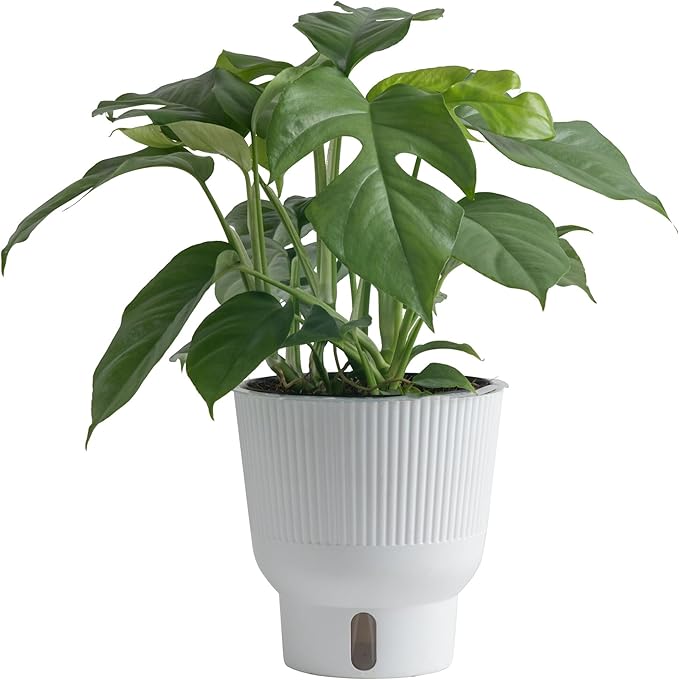 Costa Farms Mini Monstera Live Plant in Self Watering Pot, Indoor Houseplant, Perfect for Home, Room, or Office Decor, Great House Warming or Birthday Gift, 12-18 Inches Tall