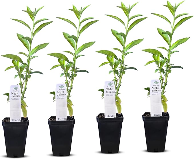 Night Blooming Jasmine Live Plant - Cestrum Nocturnum. Fragrant Flowering Shrub for Garden, Patio or Window (4 ngt.jas Cups)