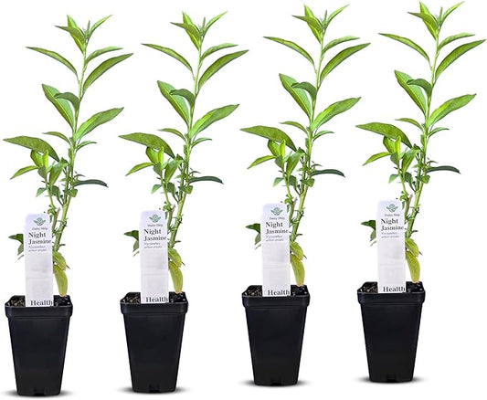 Night Blooming Jasmine Live Plant - Cestrum Nocturnum. Fragrant Flowering Shrub for Garden, Patio or Window (4 ngt.jas Cups)