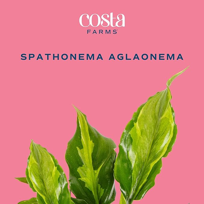 Costa Farms Aglaonema Spathonema, Rare Unique Live Indoor Plant in 6-Inch Self-Watering Houseplant Pot, Potting Soil, Trending Tropicals Collection, Room and Home Decor
