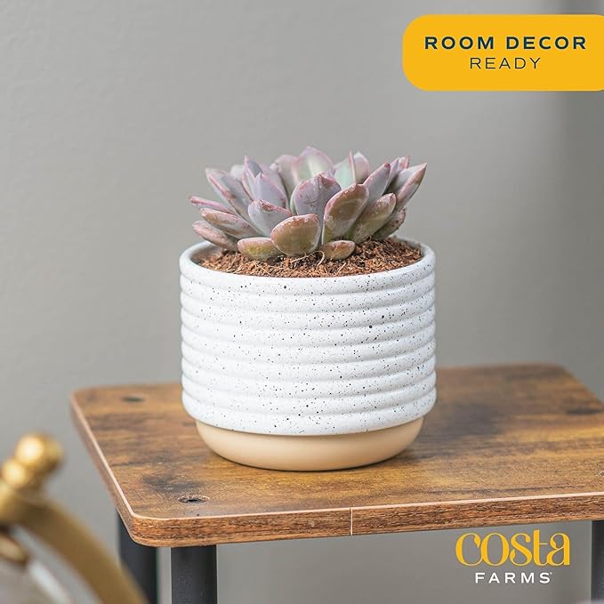 Costa Farms Succulent, Live Indoor Plant Grower's Choice, Easy to Grow Houseplant in Indoor Succulent Planter, Birthday, Garden Gift, Desert Room Decor for Home or Office, 6-Inches Tall