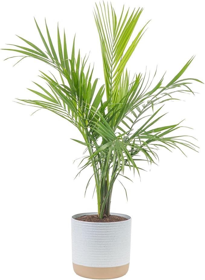 Costa Farms Majesty Palm Live Plant, Live Indoor and Outdoor Palm Tree, Potted in Modern Décor Planter, Tropical Floor Houseplant in Potting Soil, Great Patio, Balcony, Home Decor, 3-4 Feet Tall