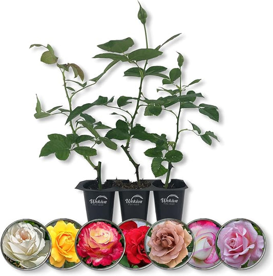 Rose Bush Variety Pack - 3 Live Starter Plants in 2 Inch Pots - Grower's Choice One Each of Multiple Rose Varieties - Beautiful Fragrant Roses from Florida