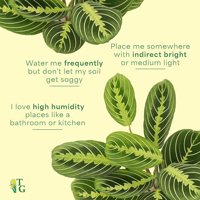 Thorsen's Greenhouse Lemon Lime Prayer Plant, Live Indoor Plant, Pet Friendly, Attractive Houseplant, Lemon Maranta, Natural Air Purifier, Easy to Grow, 4" Diameter Pot (Copper)