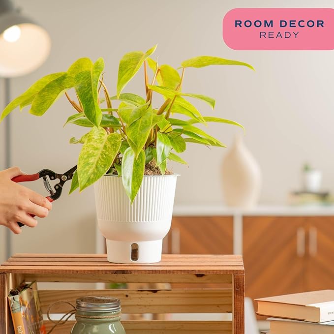 Costa Farms Philodendron Painted Lady Live Plant in Self Watering Pot, Air Purifying Indoor Houseplant, Home, Room, or Office Decor, House Warming or Birthday Gift, 12-16 Inches Tall