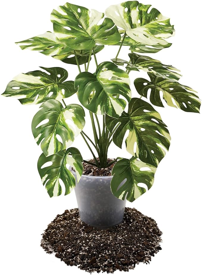 Premium Aroid Potting Mix - Soil Free Blend for Aroids - Growing Medium for House Plants by Gardenera - (5 Quart Bag)