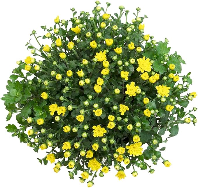 1G Yellow Mum Plant, Chrysanthemum Flowers Gardening Fall Decor, Mums Plants Live, Fall Decorations Outdoor, Housewarming Gift Ideas, Real Live Plants Indoor Plants Live Houseplants By Plants for Pets