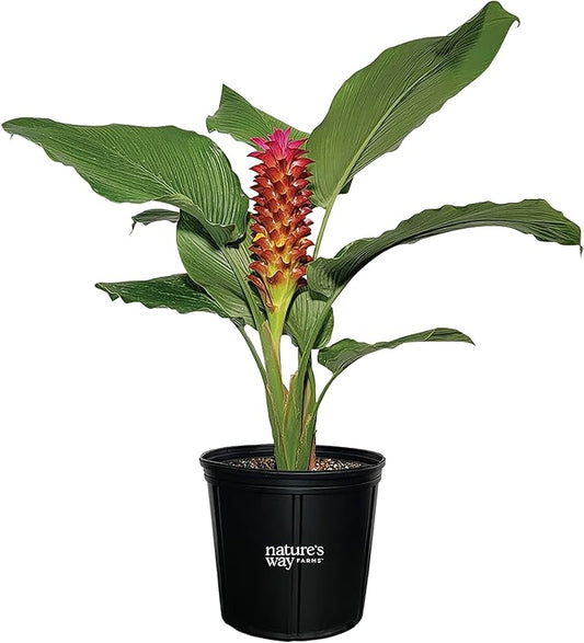 Ginger Curcuma Torch Plant, Live Outdoor Plant, Rare Plant Collection, 2-3 Feet Tall, in Nursery Plant Pot