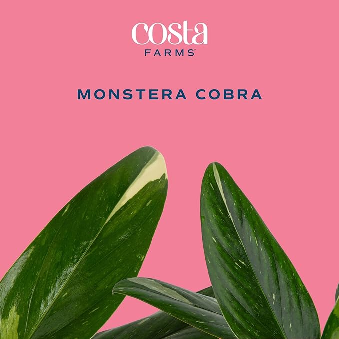Costa Farms Monstera Cobra Live Plant, Rare Unique Live Indoor House Plant in 6-Inch Self-Watering Houseplant Pot, Potting Soil, Trending Tropicals Plants, Room and Home Decor