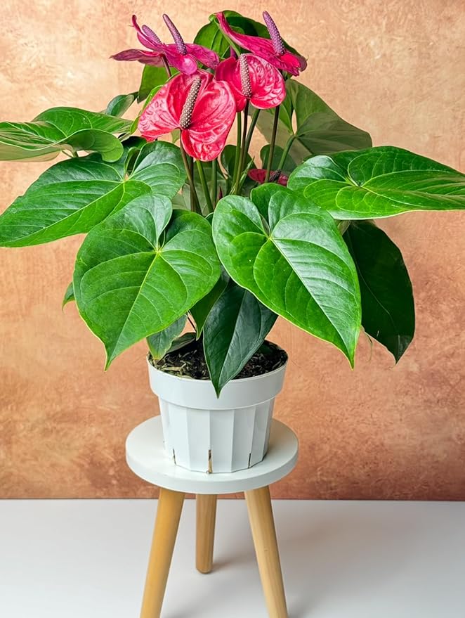 Vibrant Large Anthurium Live Plant — Indoor Flowering House Plants for Live Houseplants, Air Purifying Real Plants, Colorful Anthuriums Live Indoors, Perfect Live Indoor House Plant