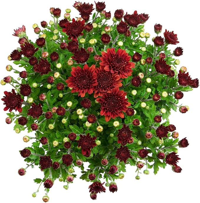 1G Red Mum Plant, Chrysanthemum Flowers Gardening Fall Decor, Mums Plants Live, Fall Decorations Outdoor, Housewarming Gift Ideas, Natural Live Plants Indoor Plants Live Houseplants By Plants for Pets