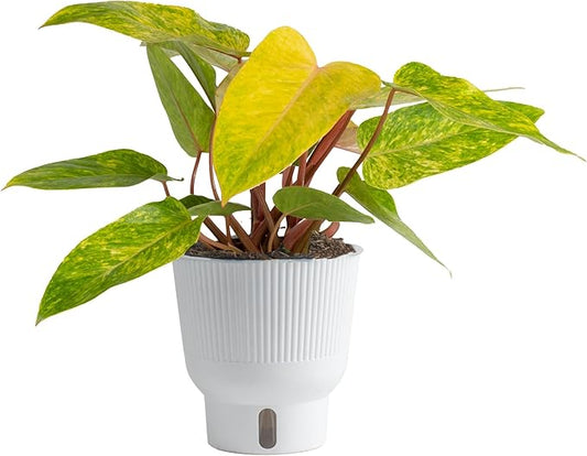 Costa Farms Philodendron Painted Lady Live Plant in Self Watering Pot, Air Purifying Indoor Houseplant, Home, Room, or Office Decor, House Warming or Birthday Gift, 12-16 Inches Tall
