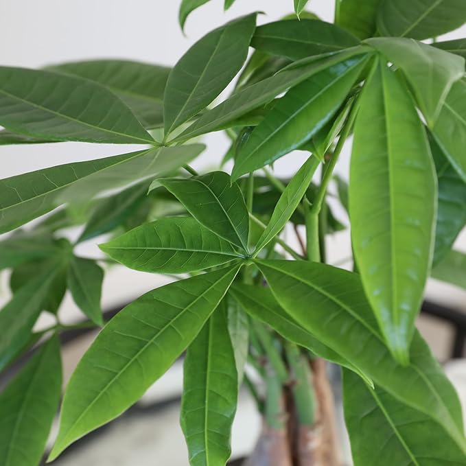 Green Circle Growers 5" Money Tree in White Floramx Pot, Live Indoor Plants, House Plant