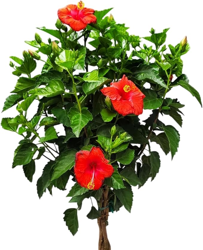 Live Hibiscus Plant - Tropical Flowering Tree Plant - Red President - Overall Height 38" to 44" - Tropical Plants of Florida (Plant Only)