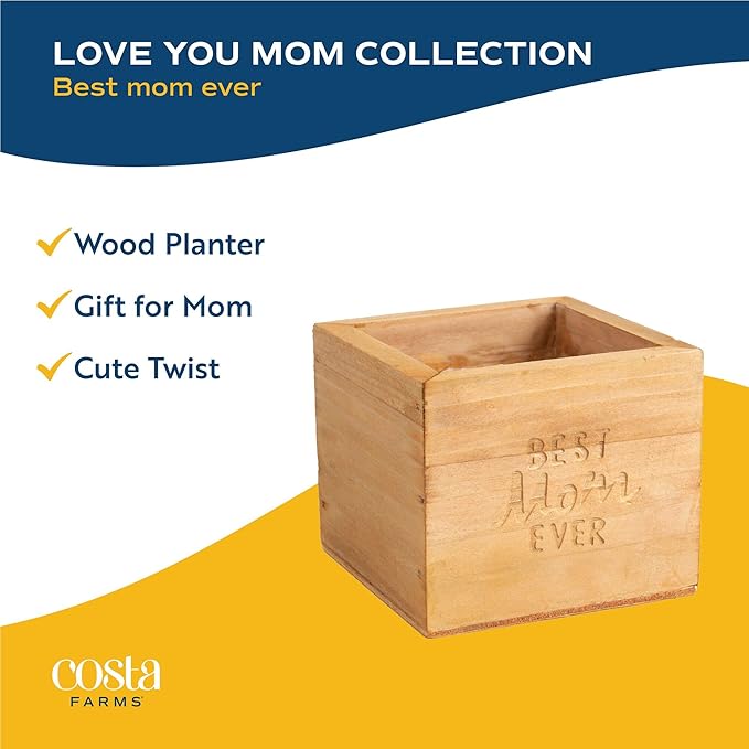 Costa Farms Hoya Heart Live Plant in Decorative Pot, Easy to Maintain Succulent Indoor Houseplant, Perfect for Home, Room, or Office Decor, Great House Warming or Birthday Gift, 5 Inches Tall