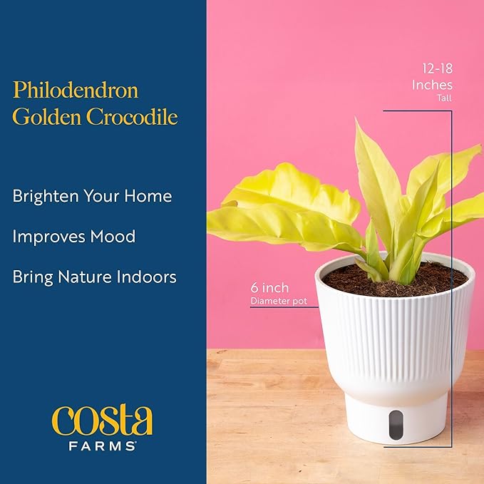 Costa Farms Philodendron Golden Crocodile Live Plant in Self Watering Pot, Air Purifying Indoor Houseplant, Home, Room, or Office Decor, House Warming or Birthday Gift, 12-18 Inches Tall