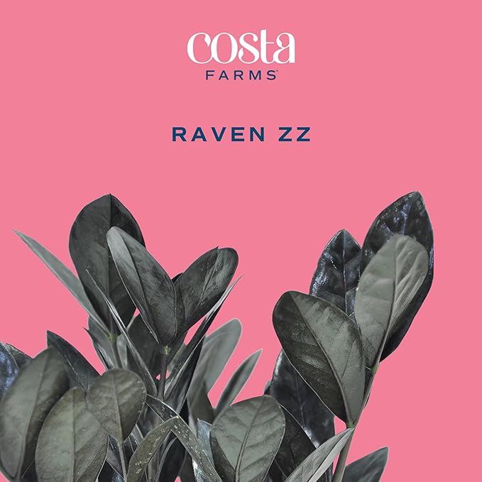 Costa Farms Raven ZZ Plant, Easy Care Indoor Houseplant, Potted in Decorative Plant Pot with Soil, Room Decor for Tabletop, Shelf, or Office Desk, Trending Tropicals Collection, 22-Inches Tall