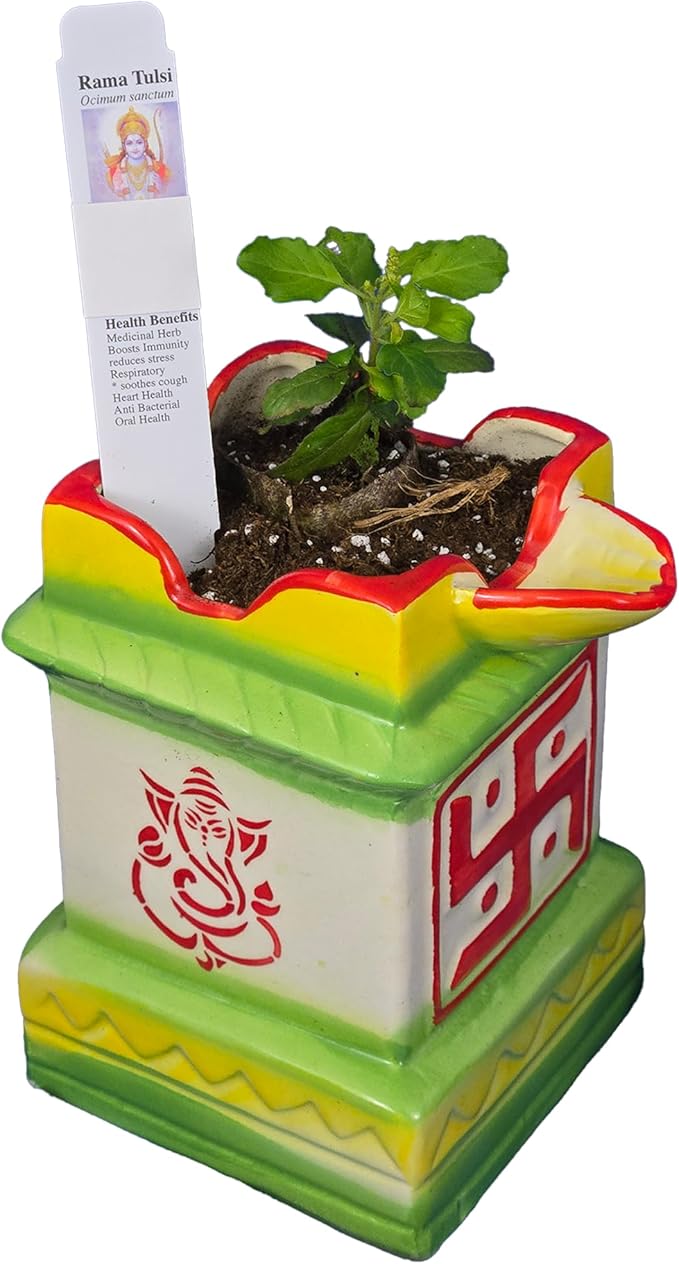 Green Rama Tulsi Plant and Holy Ceramic Pot w/Diya. for Puja with Indian Smell. Fresh, Edible with Growing Guide. (1 Rama Tulsi in DiyaPot)