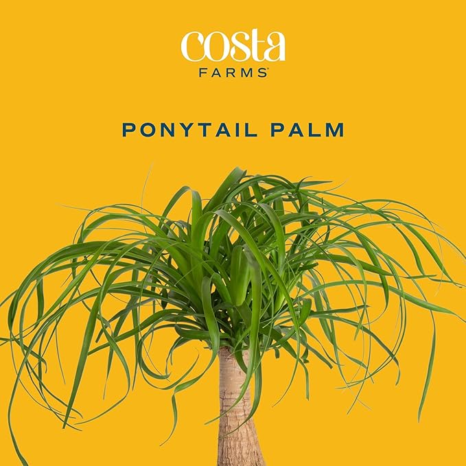 Costa Farms Ponytail Palm Live Plant in Decorative Pot, Easy to Maintain Indoor Houseplant, Perfect for Home, Room, or Office Decor, Great House Warming or Birthday Gift, 12-22 Inches Tall