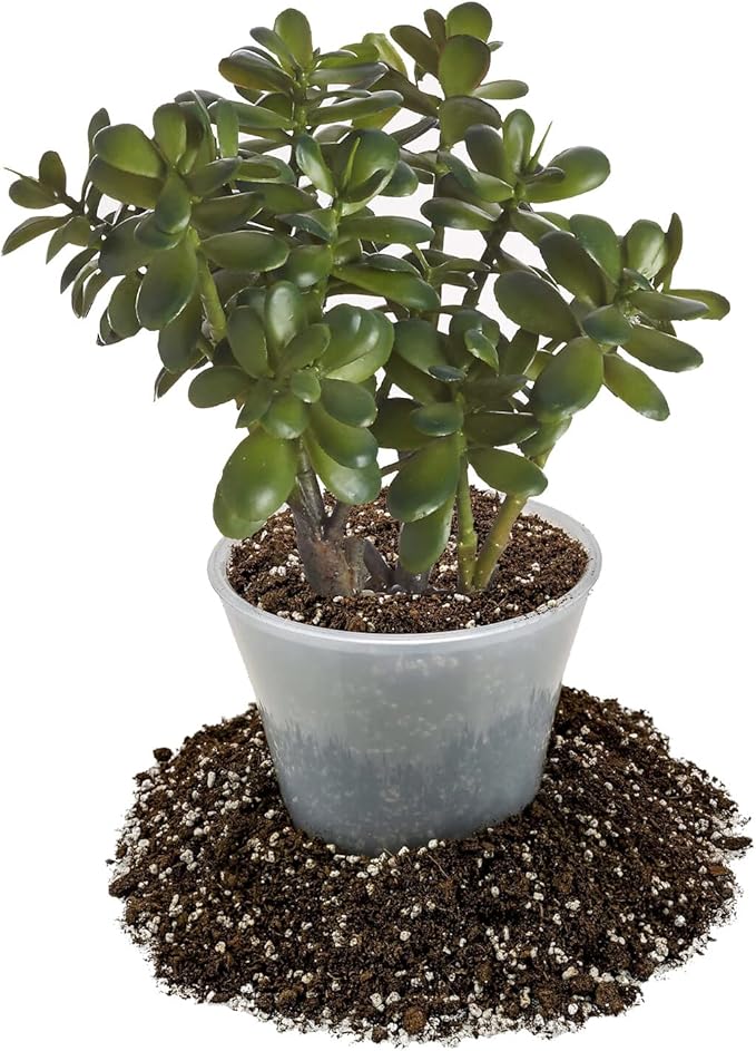 Premium Jade Plant Potting Soil Mix - (4 Quart Bag)