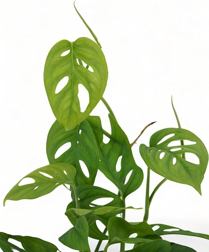 Monstera Adansonii Live Plant, Swiss Cheese Vine | Air Purifier & Room Decor | Monstera Houseplant for Home Decor | Indoor Swiss Cheese Plant