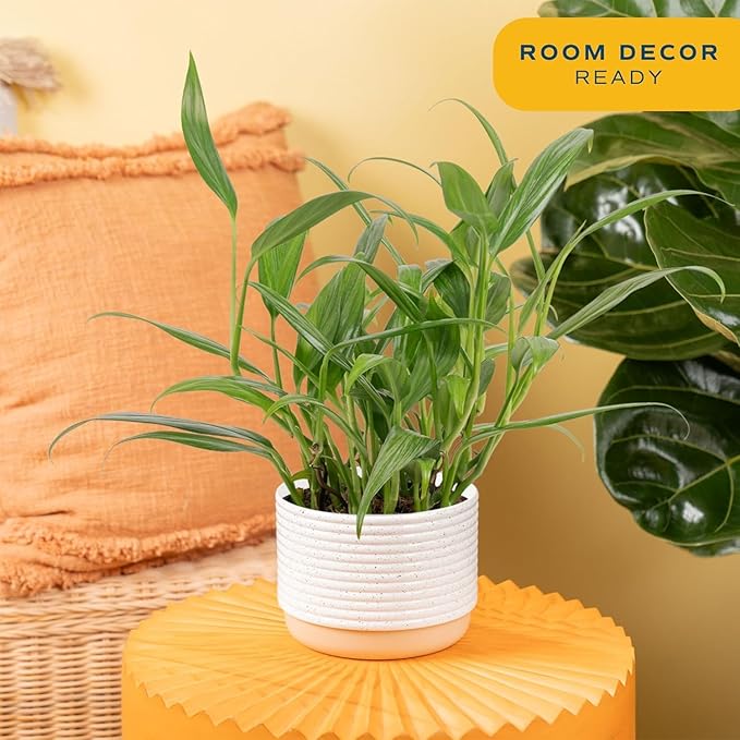 Costa Farms Silver Streak Pothos Live Plant in Self Watering Pot, Air Purifying Indoor Houseplant, Perfect for Home, Room, or Office Decor, Great House Warming or Birthday Gift, 10-16 Inches Tall