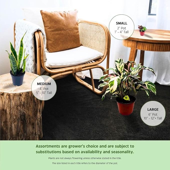 BubbleBlooms Philodendron Micans Hederaceum in a 4 inch Pot Heart-Leaf Philo, Sweetheart Plant