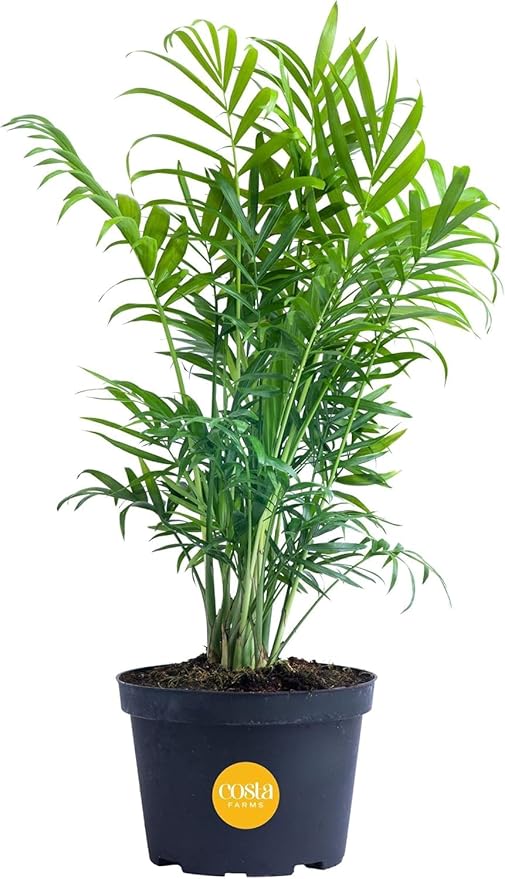 Costa Farms Neanthebella Palm Parlor Palm Live Indoor Plant 12-Inches Tall, Ships in Grower's Pot