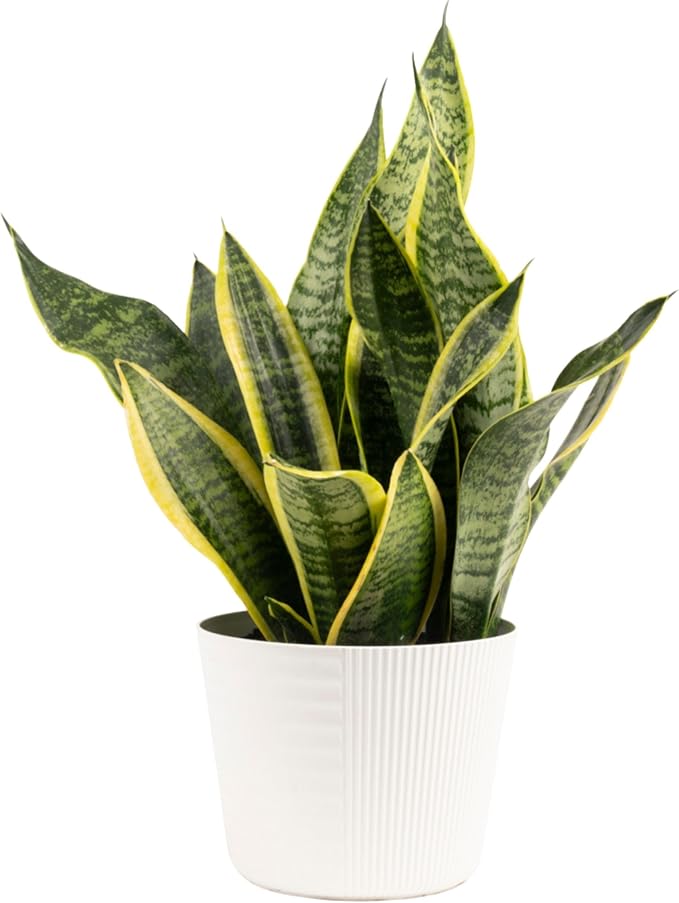 Costa Farms Snake, Sansevieria Mother-In-Law's Tongue in Mid-Century Modern Planter Stand Fits on Floor/Tabletops, Live Indoor Plant, 12-Inch Tall, Grower's Choice