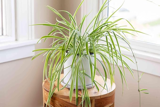 Enchanting Spider Plant - 4 Live Starter Plants in 2 Inch Pots - Chlorophytum Comosum - Nature's Green Symphony for Your Home