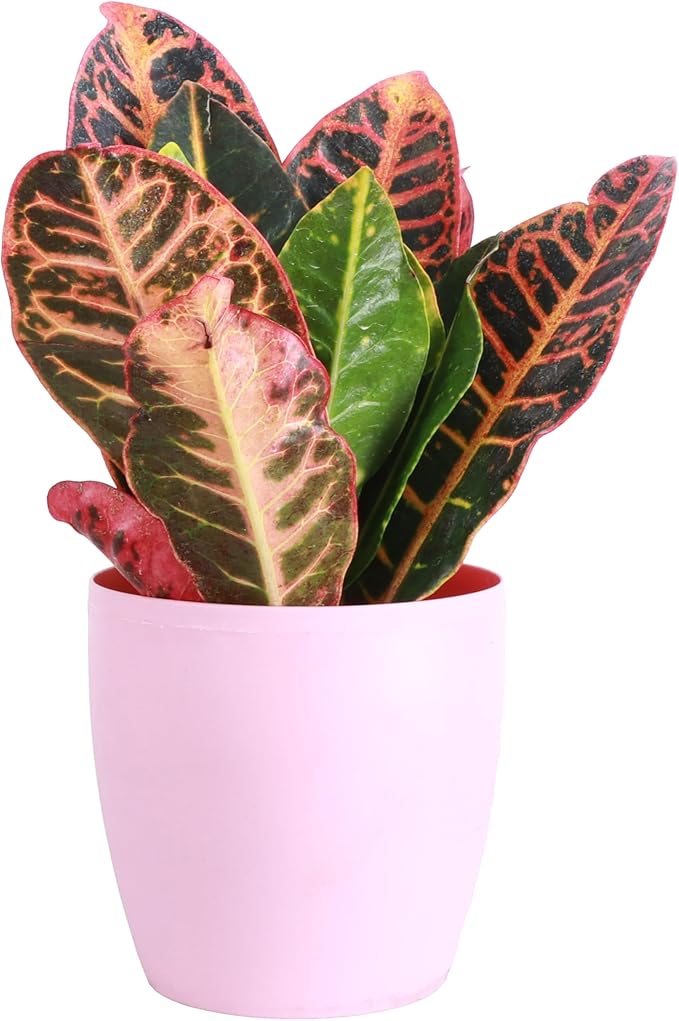Thorsen's Greenhouse Live Petra Croton Plant, Codiaeum Variegatum, Colorful Foliage, Live Indoor Houselant (Blush, 4-inch Pot)
