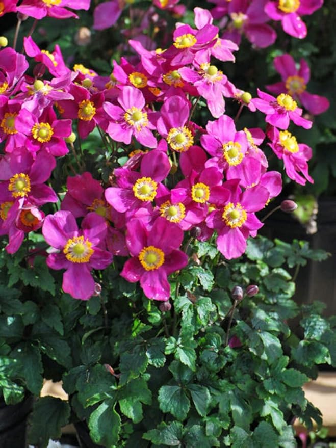 Perennial Farm Anemone x Hybrida Fantasy™ 'Red Riding Hood' – Live Windflower in #1 Container, Bright Rose-Pink Blooms, Compact Habit, Long Blooming, Deer Resistant, Great for Borders & Shade Gardens