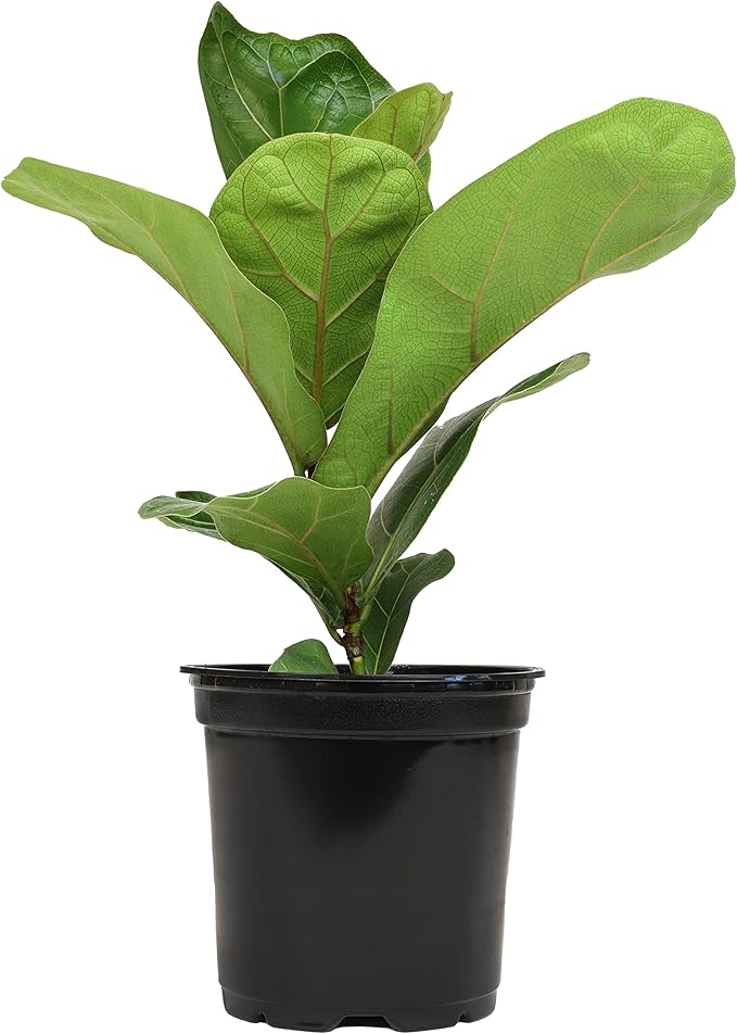 Plants for Pets Ficus Lyrata Fiddle Leaf Fig Plant, House Plants Indoors Live Ficus Tree Live Plant, Fig Trees Live Plants Indoor Plants Live Houseplants Fig Plants Live in Planter Pot in Soil Mix